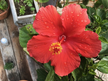 Hibiscus