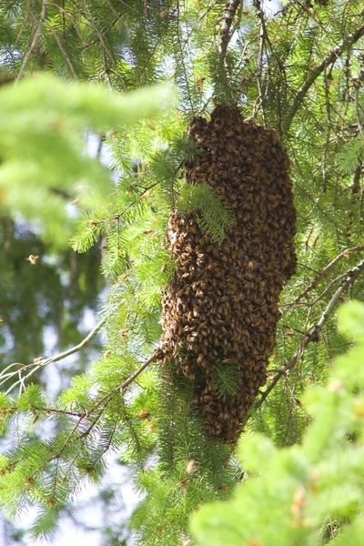 Honey Bee Swarm