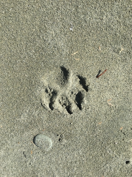 Wolf Tracks