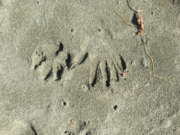 Wolf Tracks