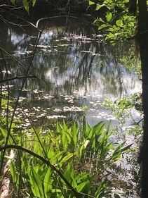 Trail Pond