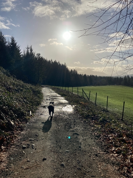 Spring trail, Log Train Trail