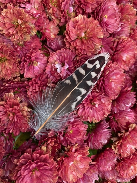 Woodpecker feather